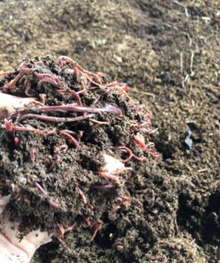 (Cận cảnh chất Phân trùn quế)