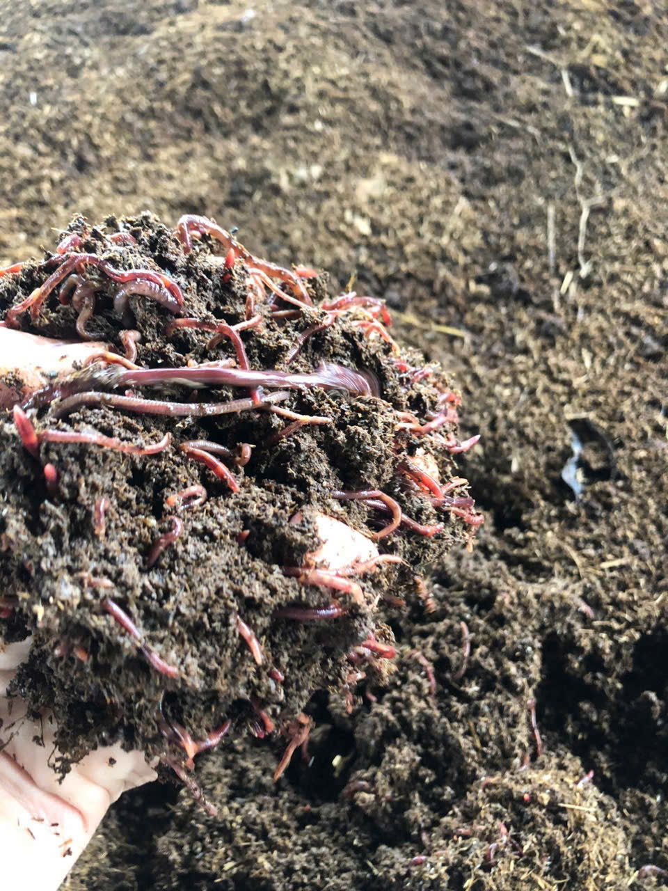 (Cận cảnh chất Phân trùn quế)